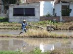 Lahan Pertanian